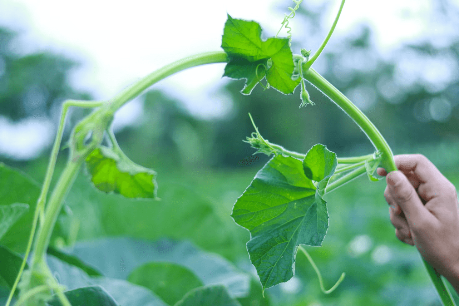 Choisir les Bonnes Plantes pour Votre Climat